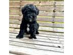 Schnauzer (Miniature) Puppy for sale in Carriere, MS, USA