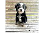 Schnauzer (Miniature) Puppy for sale in Carriere, MS, USA