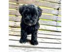 Schnauzer (Miniature) Puppy for sale in Carriere, MS, USA