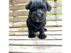 Schnauzer (Miniature) Puppy for sale in Carriere, MS, USA