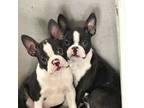 Boston Terrier Puppy for sale in Alton, IL, USA