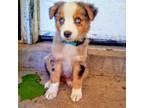 Miniature Australian Shepherd Puppy for sale in Holly Springs, MS, USA