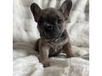 French Bulldog Puppy for sale in Pasadena, MD, USA