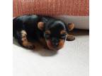 Yorkshire Terrier Puppy for sale in Grove City, PA, USA