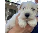 Schnauzer (Miniature) Puppy for sale in Commerce, GA, USA