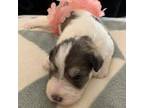 Schnauzer (Miniature) Puppy for sale in Commerce, GA, USA