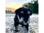 Schnauzer (Miniature) Puppy for sale in Commerce, GA, USA