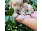 Labradoodle Puppy for sale in Delhi, CA, USA