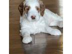 Goldendoodle Puppy for sale in Phoenix, AZ, USA