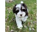 Schnauzer (Miniature) Puppy for sale in Eveleth, MN, USA