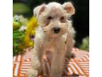 Schnauzer (Miniature) Puppy for sale in Deland, FL, USA