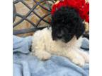 Miniature Labradoodle Puppy for sale in Barnesville, GA, USA