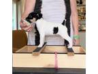 Rat Terrier Puppy for sale in Varnville, SC, USA