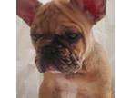 French Bulldog Puppy for sale in Victorville, CA, USA