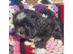 Shih Tzu Puppy for sale in Bailey, NC, USA