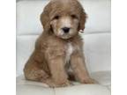 Goldendoodle Puppy for sale in Hesperia, CA, USA