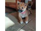 Shiba Inu Puppy for sale in Milwaukee, WI, USA