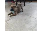 Shiba Inu Puppy for sale in Milwaukee, WI, USA