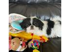 Japanese Chin Puppy for sale in Salem, OR, USA