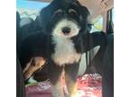 Bernese Mountain Dog Puppy for sale in Tracy, CA, USA