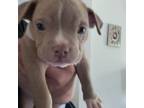 Olde Bulldog Puppy for sale in Flint, MI, USA