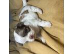 Shih Tzu Puppy for sale in Visalia, CA, USA