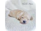 Dachshund Puppy for sale in Bronson, FL, USA