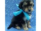 Maltipoo Puppy for sale in Long Beach, CA, USA