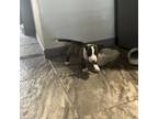 Boston Terrier Puppy for sale in El Paso, TX, USA