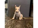 Boston Terrier Puppy for sale in El Paso, TX, USA