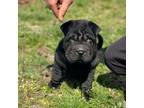 Chinese Shar-Pei Puppy for sale in Browns Mills, NJ, USA