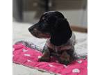 Dachshund Puppy for sale in Andrews, TX, USA