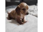 Dachshund Puppy for sale in Andrews, TX, USA