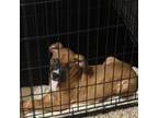 Boxer Puppy for sale in Katy, TX, USA
