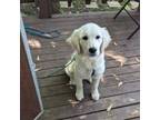 Golden Retriever Puppy for sale in Waukegan, IL, USA