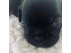 French Bulldog Puppy for sale in Danville, IA, USA