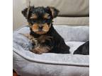 Yorkshire Terrier Puppy for sale in Saint Paul, MN, USA