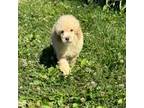 Poodle (Toy) Puppy for sale in Evensville, TN, USA