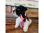 Schnauzer (Miniature) Puppy for sale in Queen Creek, AZ, USA
