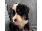 Bernese Mountain Dog Puppy for sale in Hopkinsville, KY, USA