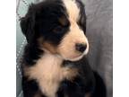 Bernese Mountain Dog Puppy for sale in Hopkinsville, KY, USA