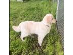 Golden Retriever Puppy for sale in Mason, TN, USA