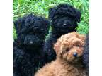 Poodle (Toy) Puppy for sale in Iron Mountain, MI, USA