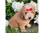 Mutt Puppy for sale in Findlay, OH, USA