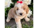 Mutt Puppy for sale in Findlay, OH, USA