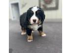 Bernese Mountain Dog Puppy for sale in Sioux City, IA, USA