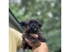 Yorkshire Terrier Puppy for sale in Pinewood, SC, USA