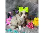 Miniature Australian Shepherd Puppy for sale in Pearson, GA, USA