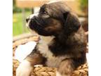 Mutt Puppy for sale in Auxvasse, MO, USA