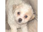 Poodle (Toy) Puppy for sale in Palm Coast, FL, USA